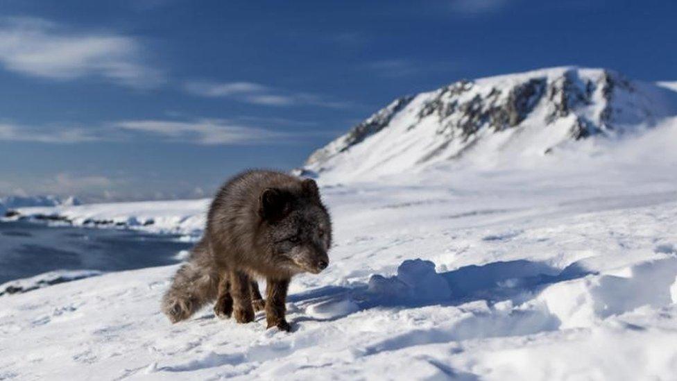 Arctic-fox