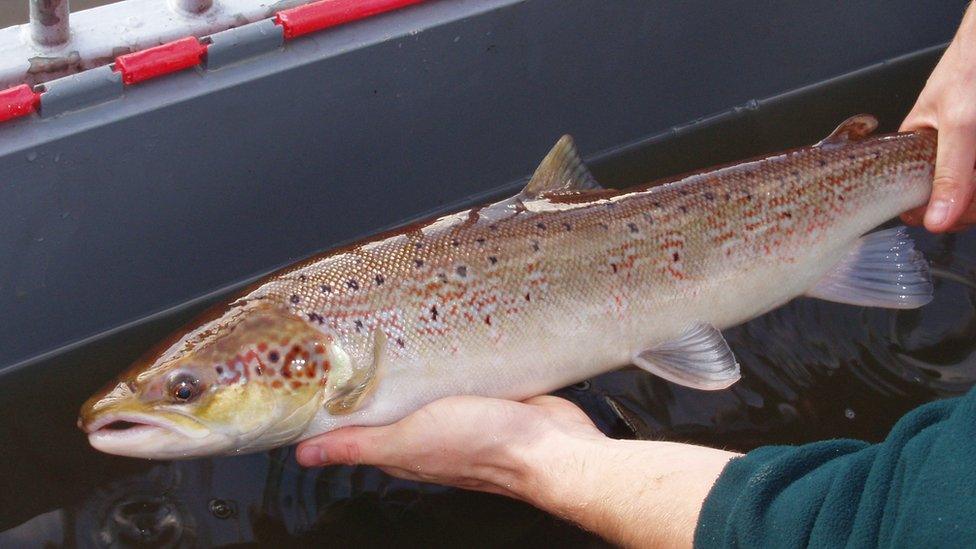 Chalk-stream salmon