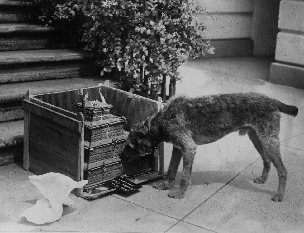 Laddie Boy the dog eats a large birthday cake next to a staircase