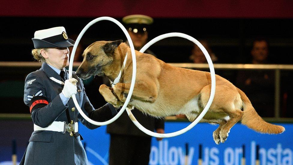 Dog jumping through hoops