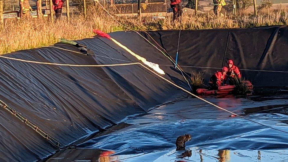 Firefighters rescuing the fox