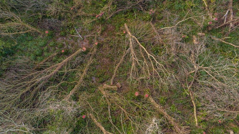 Aerial image of felled trees