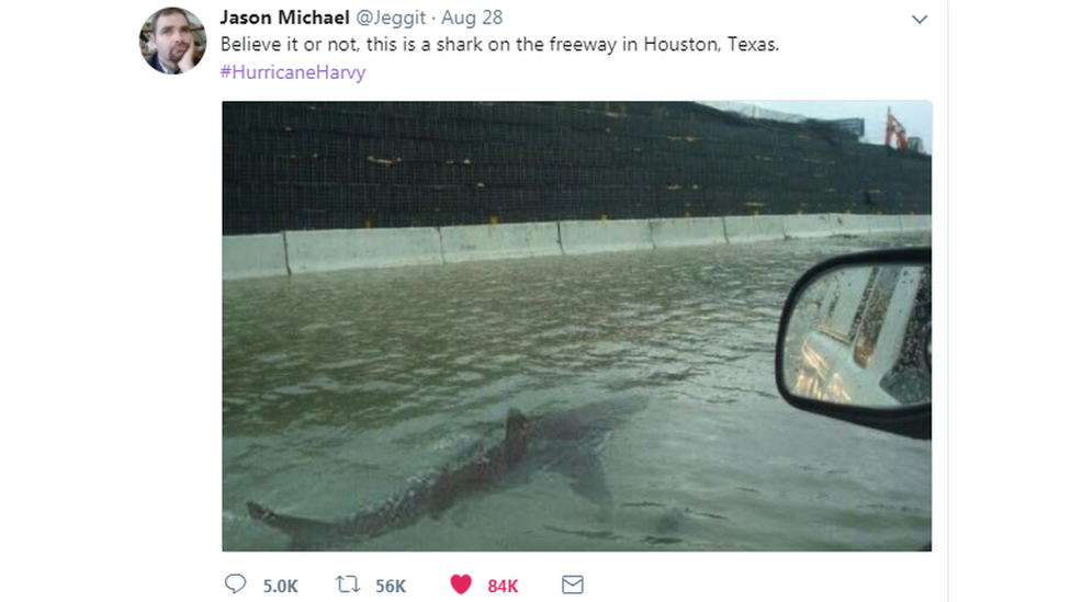 Tweet saying believe it or not, this is a shark on the freeway in Houston, Texas.