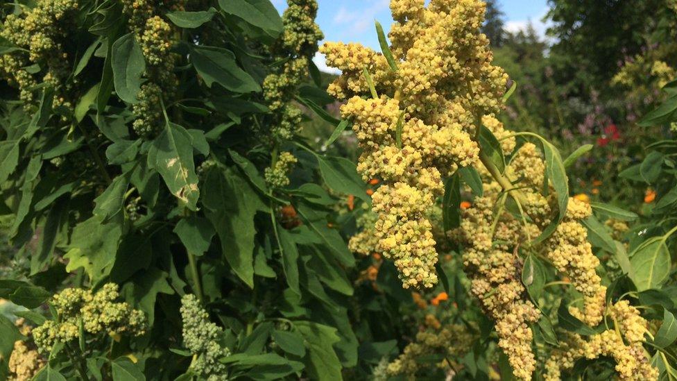 close-up of quinoa