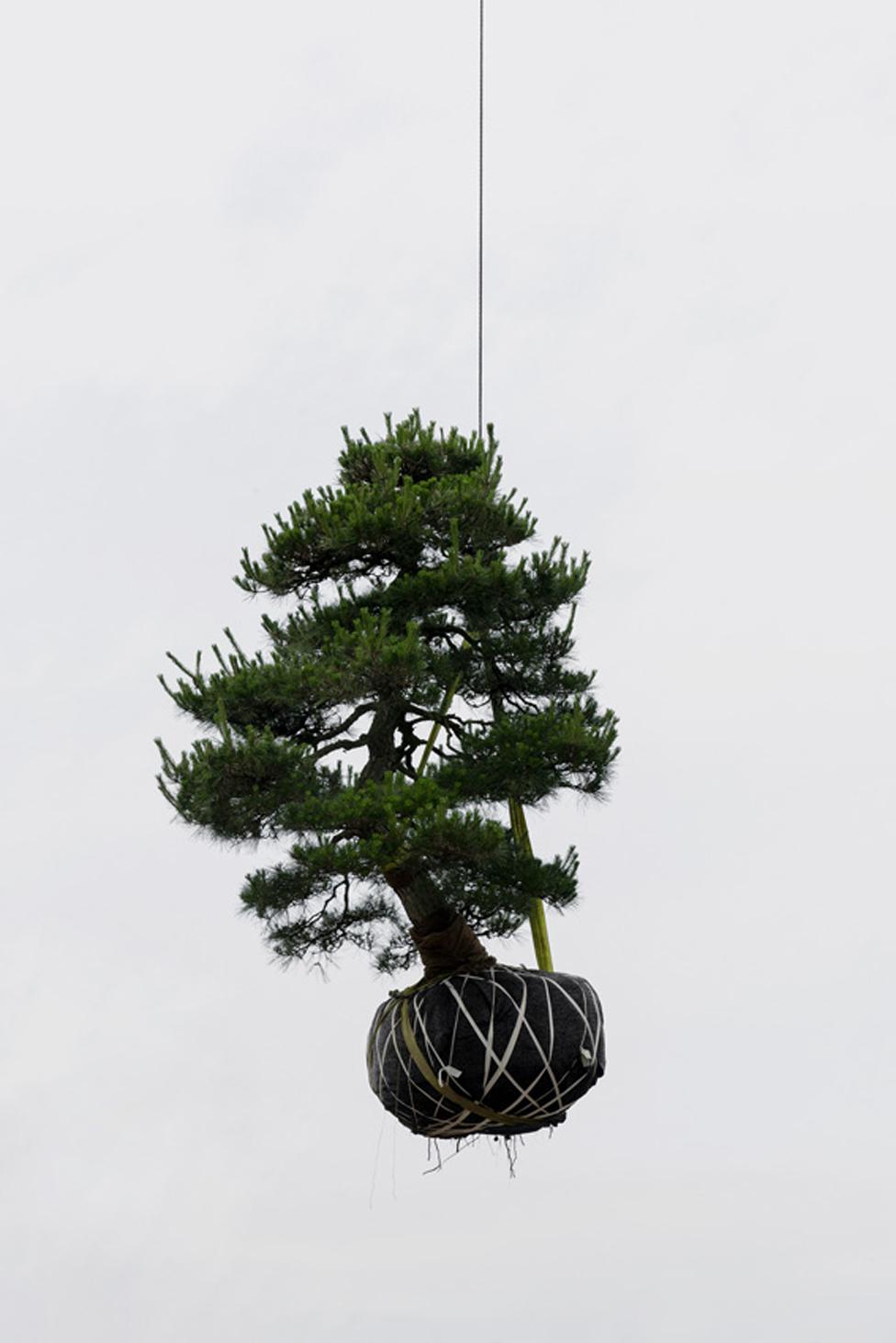 A tree lifted into the air by a crane