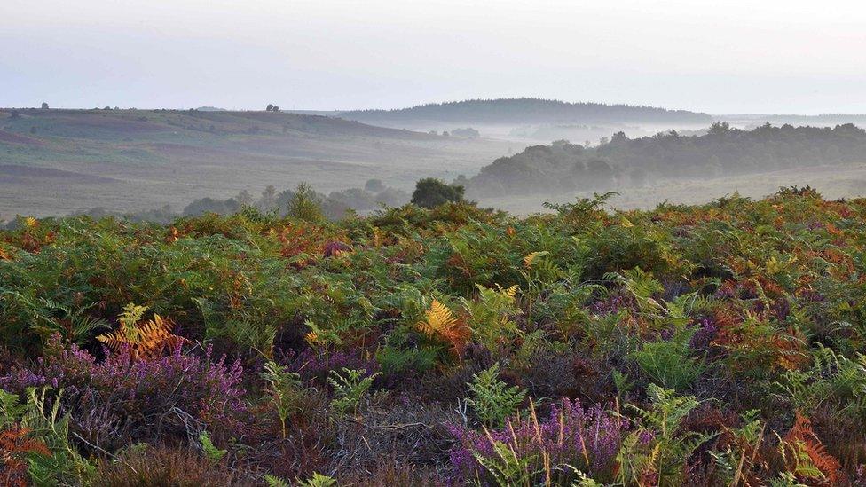 Rockford Common New Forest at sunrise