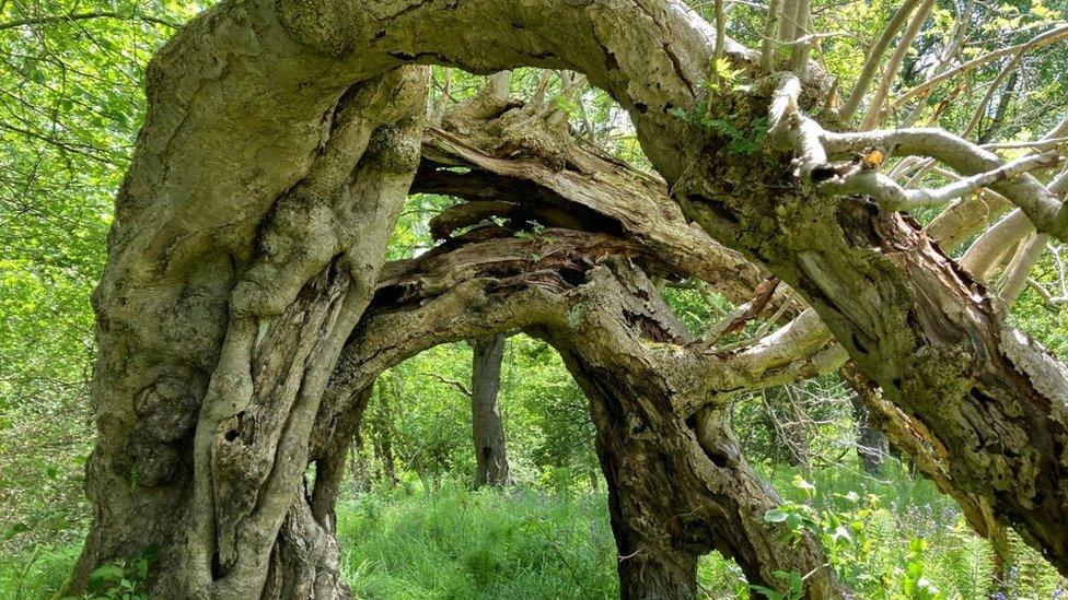 The Portal Tree, Loanhead, Midlothian