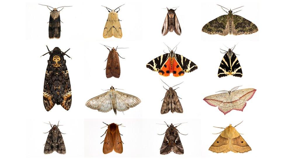 MOTHS