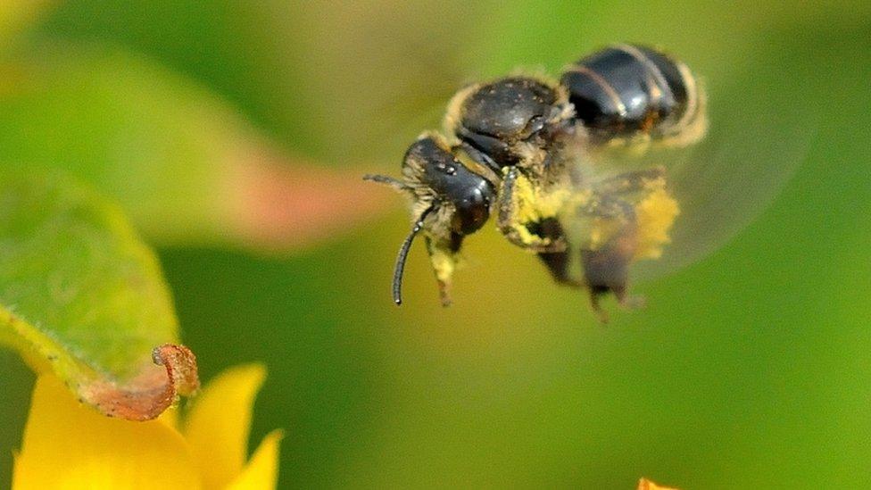 Yellow Loosestrife bee