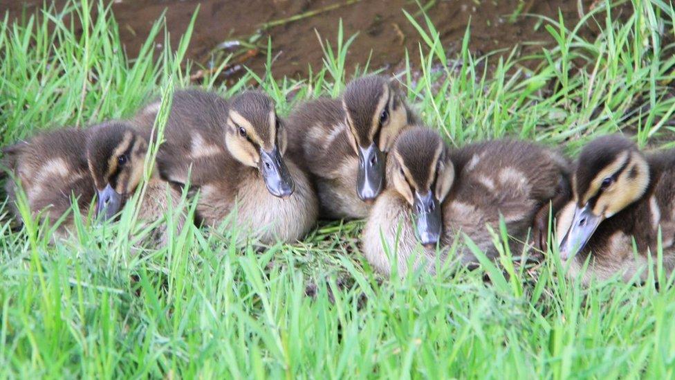 Mallard ducklings on the canal in Pontymister, Caerphilly county