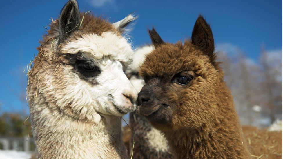 'Fancy a romantic trip to Paris..?' 'Alpaca my bag' said the romantic alpaca in Quebec, Canada.