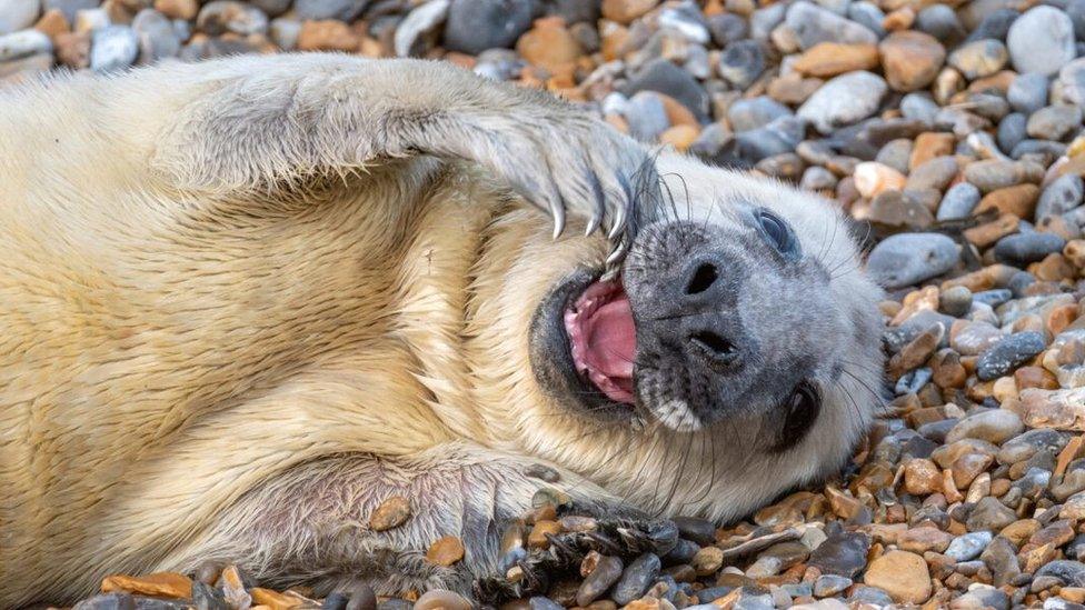 Seal pup at Blakeney