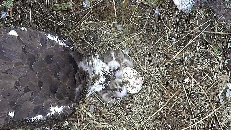 Lake District osprey nest