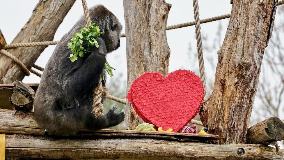 gorilla-next-to-heart-shaped-piñata.