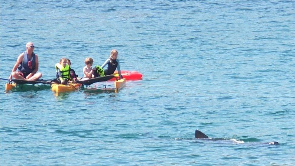 Manx Basking Shark Watch