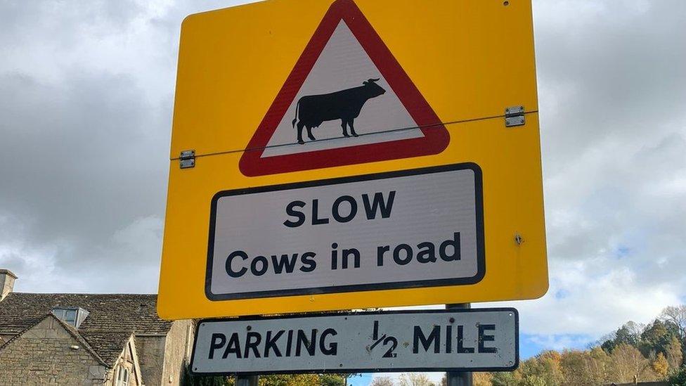 Slow cows in road sign