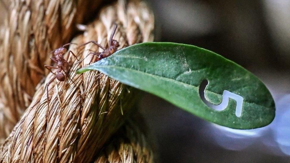 Leaf cutter ants