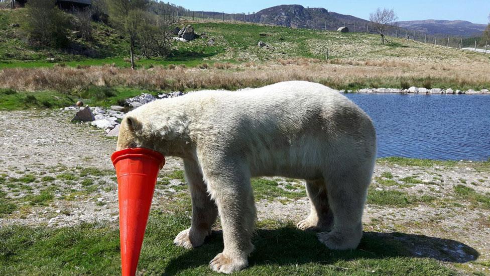 Polar bear with traffic cone