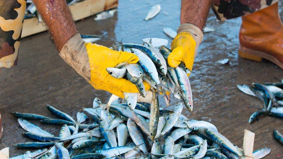 Fish handled in Shetland