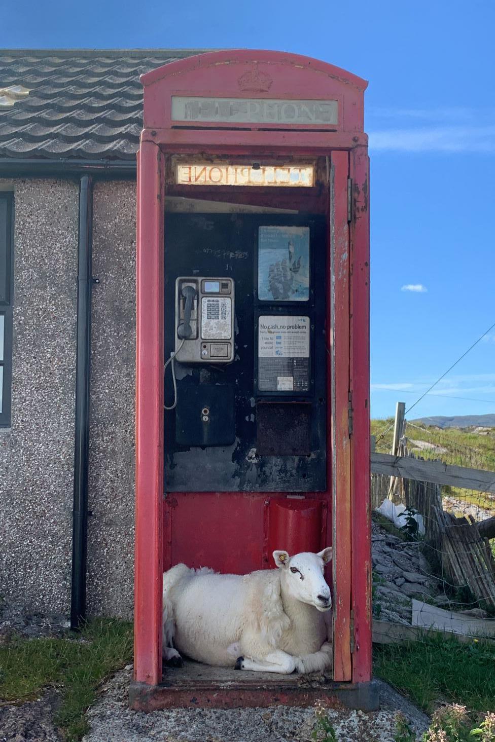 Sheep in phone box