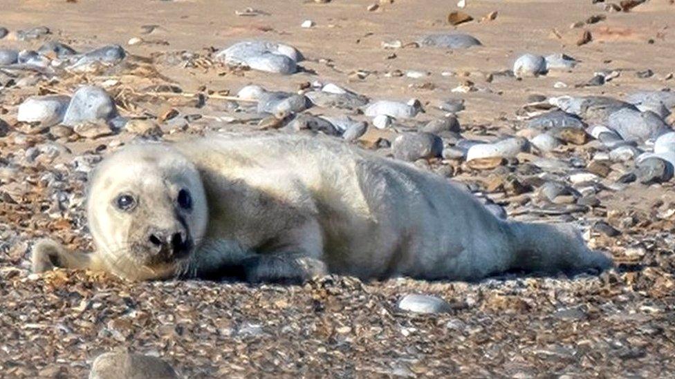 grey-seal-pup.