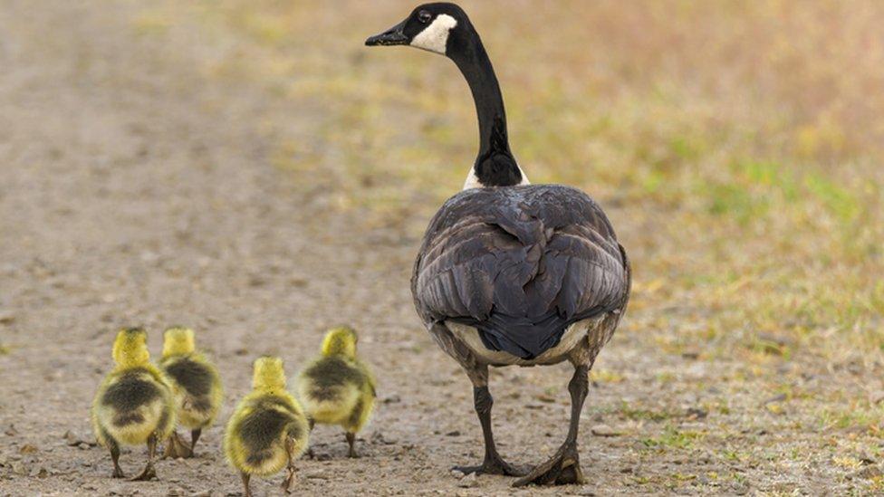 Canada Geese