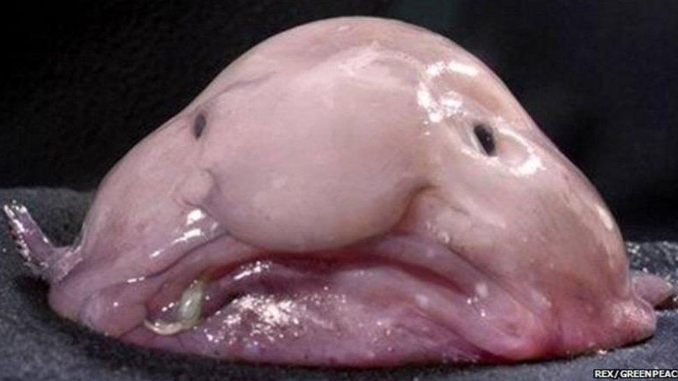 blobfish