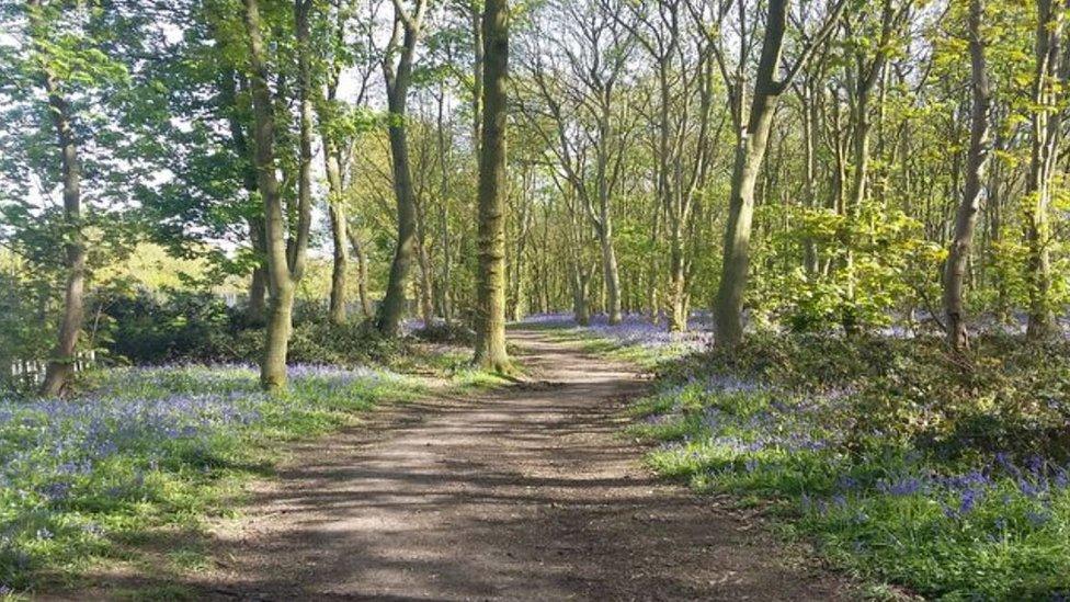 Trees in Doncaster