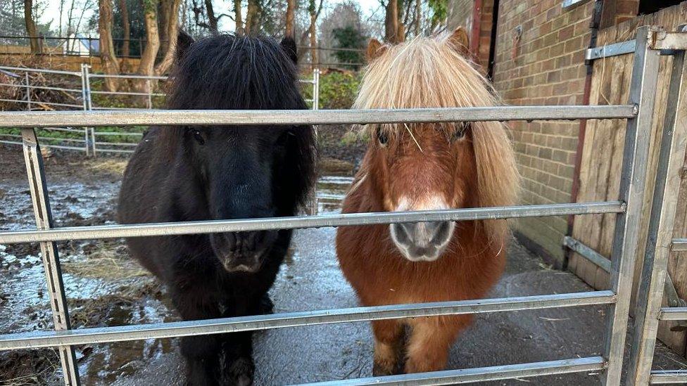 Redhead Rescues in Kettering