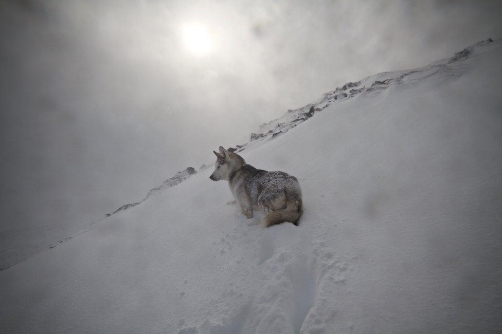 Avalanche dog in Southern Cairngorms