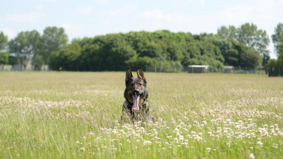 Dog sat in field