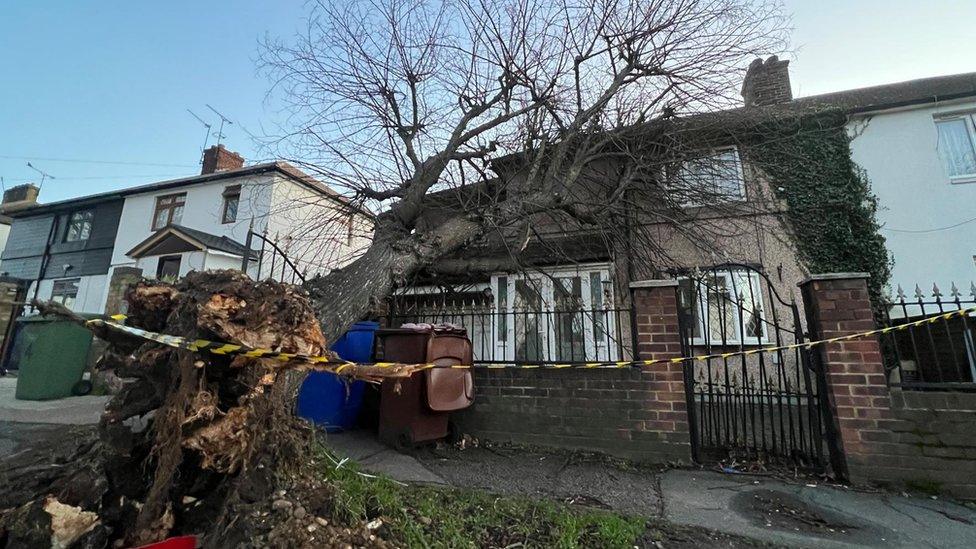 Fallen tree in Essex