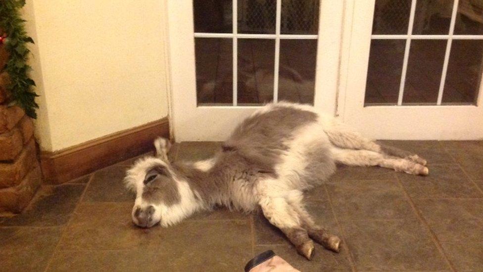 Bond sleeps in the conservatory