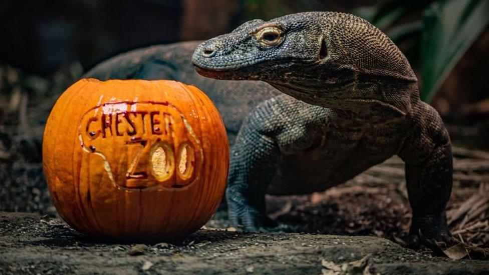 Komodo-dragon- with-pumpkin.