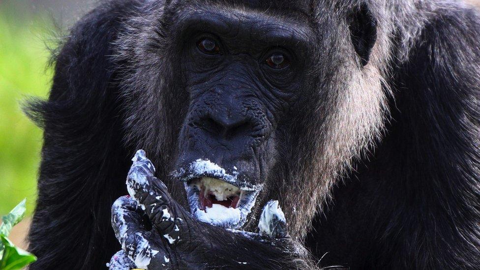 Western lowland gorilla Fatou, the world's oldest according to the Berlin zoo, eats a cake on her 65th birthday at the zoo in Berlin, Germany