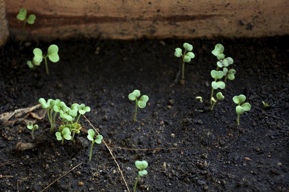 Baby cabbages grow in earth