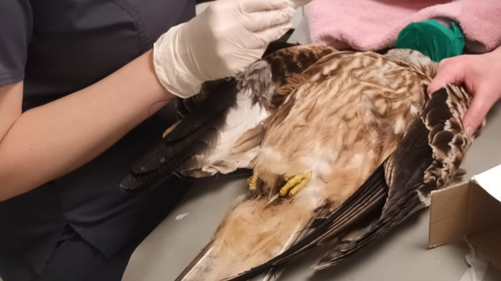 The red kite being treated