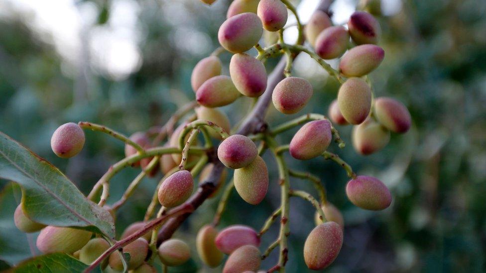 Pistachio plant