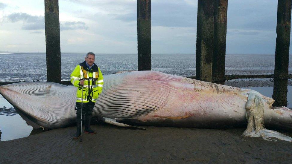 Minke whale in Shoeburyness