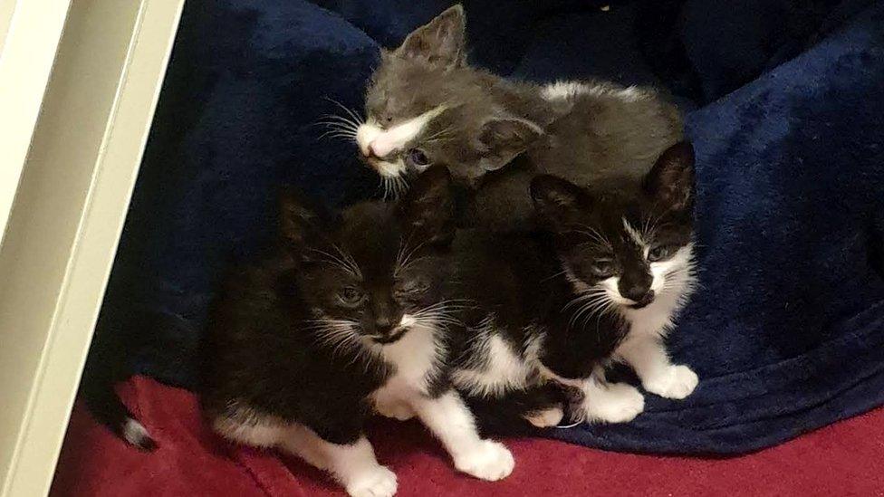 Kittens Smokey, Peter and Pumpkin which are in the care of Blue Cross, animal charity