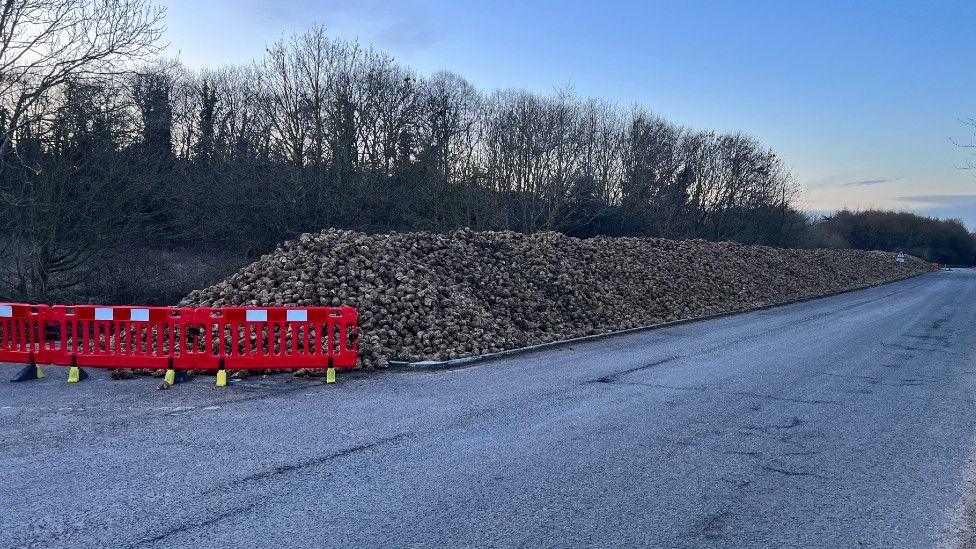 Sugar beet on a cycle way