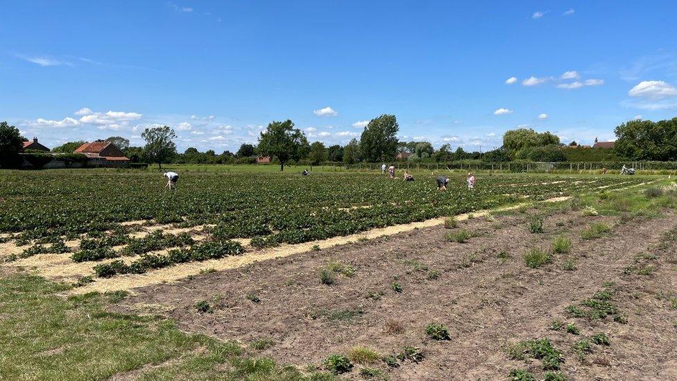 Customers search for strawberries at Scalby Grange