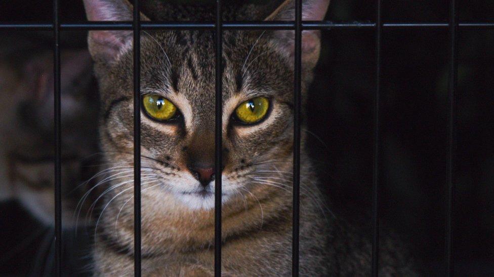Rescue cat at a shelter adoption event in Beverley Hills