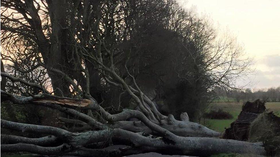 The Dark Hedges, Armoy, were battered in the storm