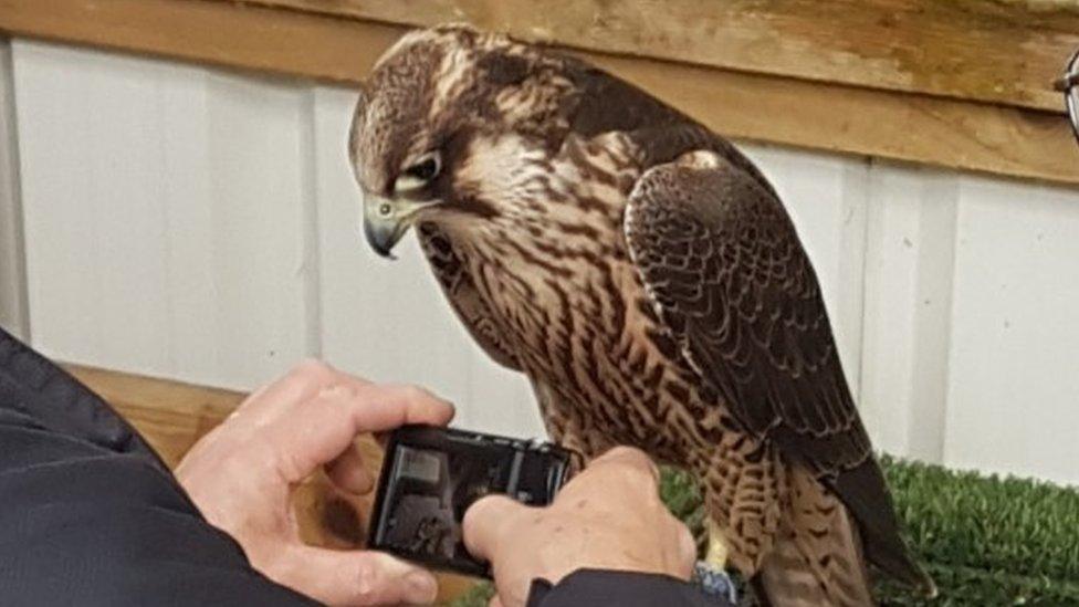 Peregrine falcon