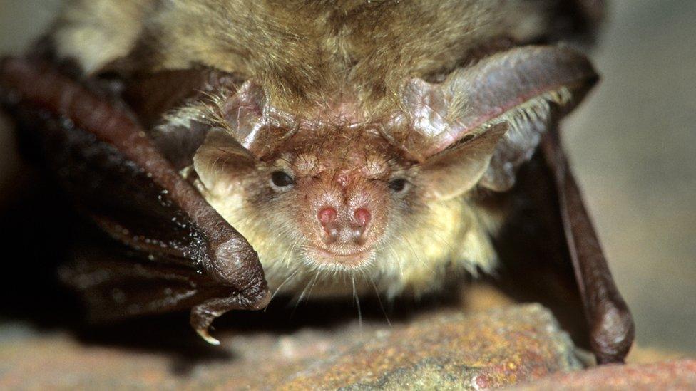 Brown long-eared bat