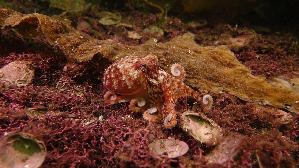 Octopus