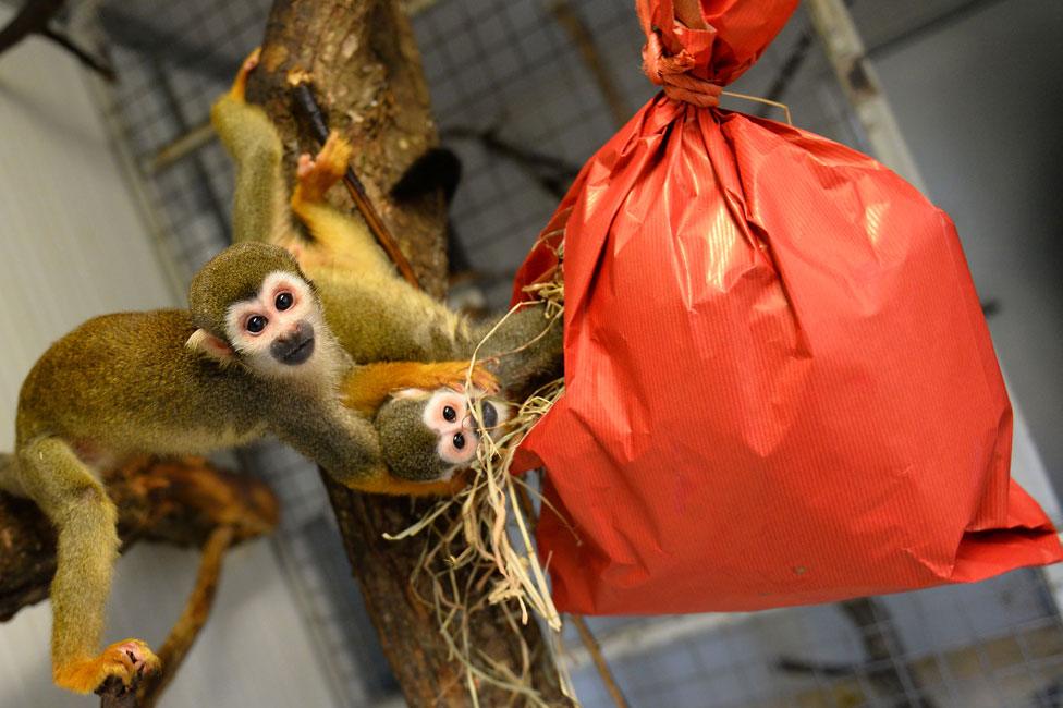 Squirrel monkeys explore their Christmas package