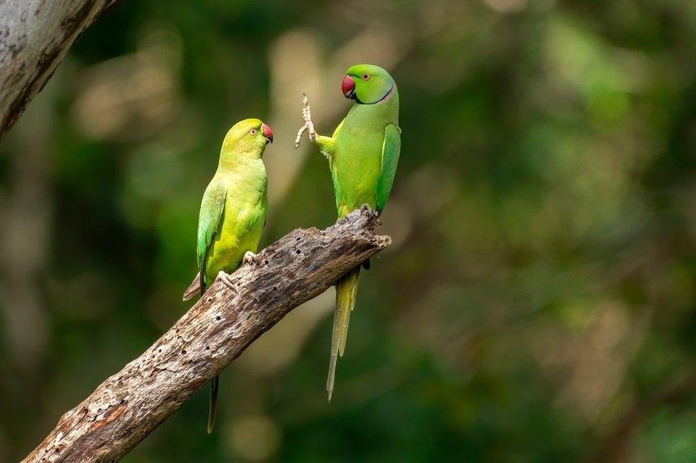 A parrot holding up its foot to another parrot