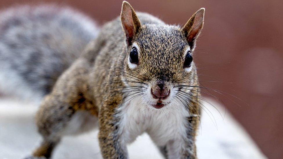 Grey squirrel